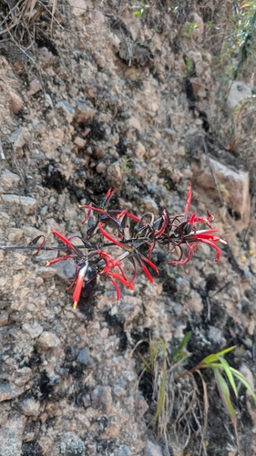 Pitcairnia yaupi-bajaensis