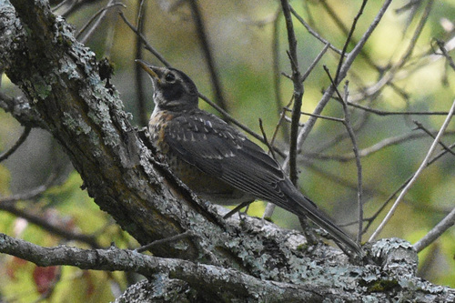 American Robin photographed in Kentucky