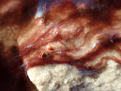 Zygogonium ericetorum