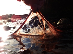 Zygogonium ericetorum