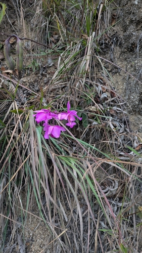 Bletia catenulata, photograph 2