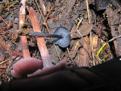 Entoloma serrulatum