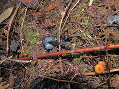 Entoloma serrulatum