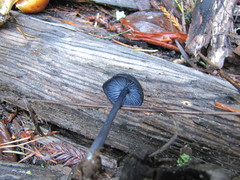 Entoloma serrulatum