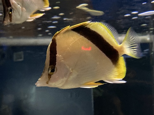 Bank butterflyfish (Prognathodes aya) — Chaetodontidae — 2