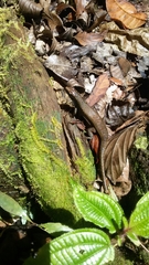 Zonosaurus madagascariensis