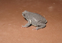 Uruguay Red Belly Toad photo 4
