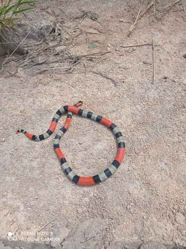 Caatinga Coralsnake