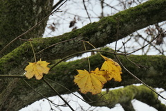 Acer platanoides