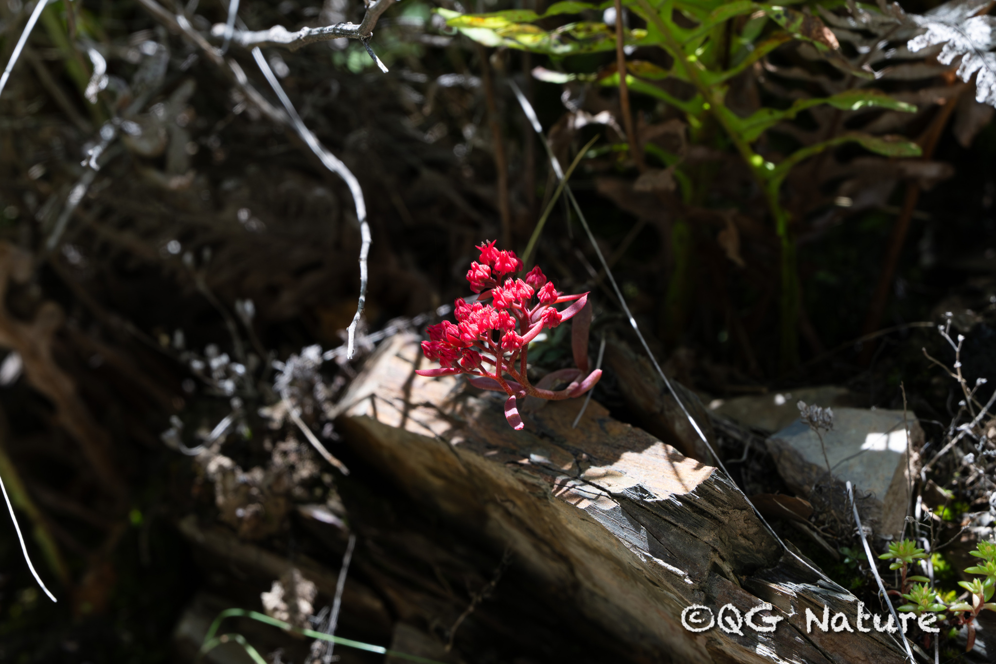 Sinocrassula indica