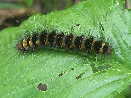 Alpenus maculosa