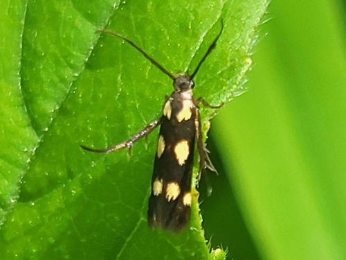 Joyful Moth