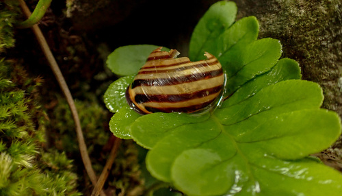 Cepaea nemoralis