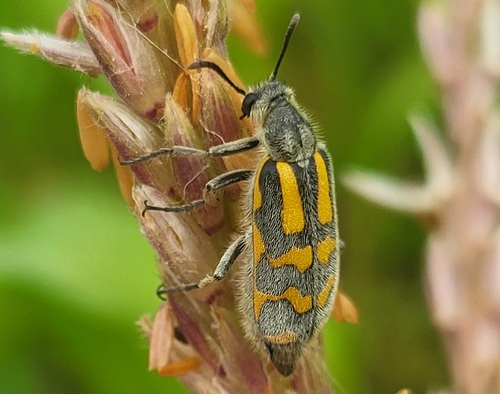 Silky Blisterbeetle