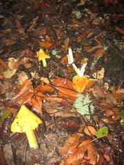 Hygrocybe acutoconica image