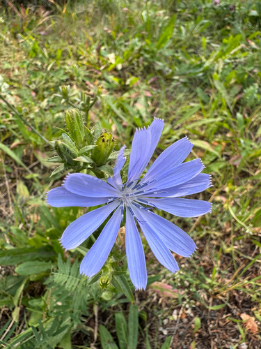 chicory