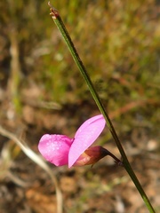 Lessertia excisa