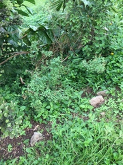 Chenopodium oahuense
