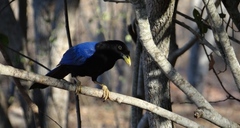 Cyanocorax