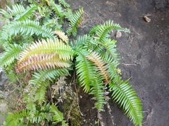 Blechnum punctulatum