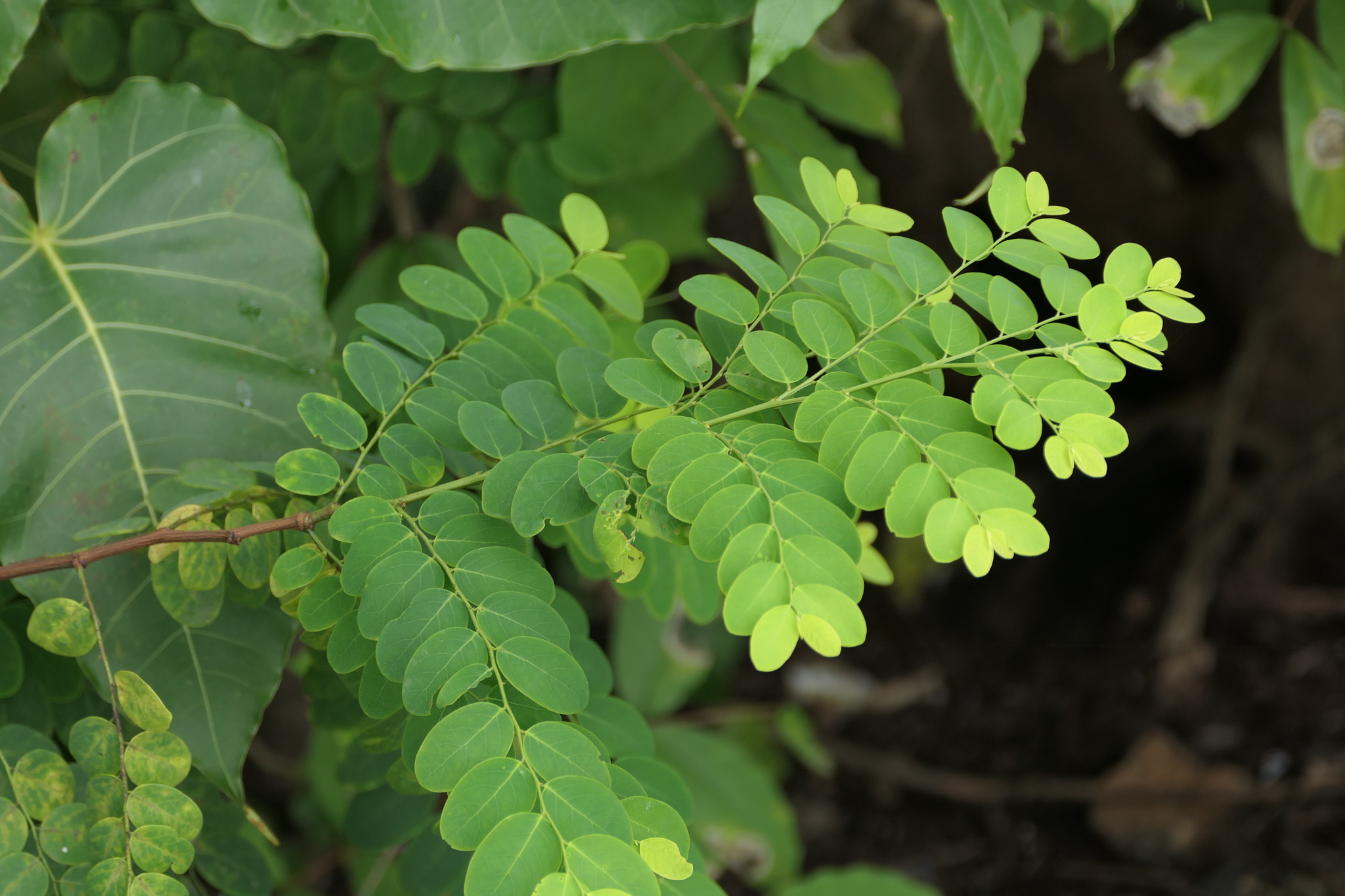 Breynia Retusa (Breynia retusa)
