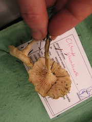 Clitocybe salmonilamella