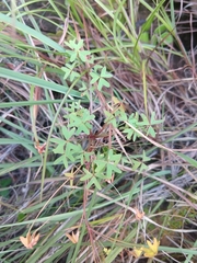 Oxalis bifida