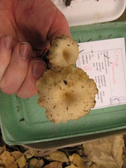 Clitocybe salmonilamella