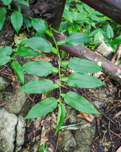 Pothos kerrii
