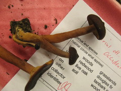 Lactarius occidentalis