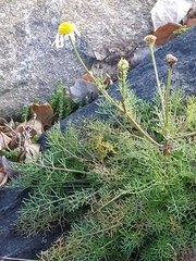 Tripleurospermum maritimum