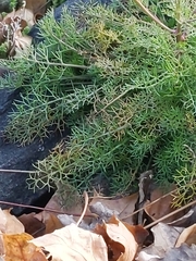 Tripleurospermum maritimum