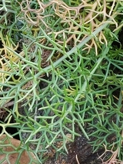 Tripleurospermum maritimum