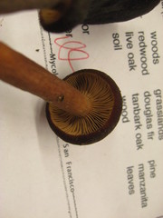 Lactarius occidentalis