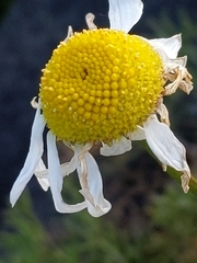 Tripleurospermum maritimum