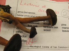 Lactarius occidentalis