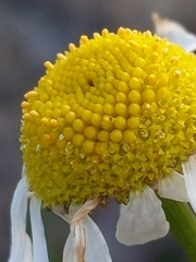 Tripleurospermum maritimum