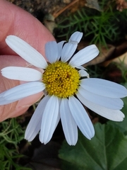 Tripleurospermum maritimum