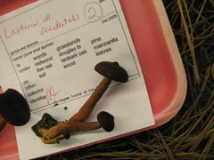 Lactarius occidentalis