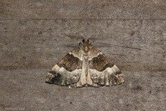 Pseudocoremia pergrata