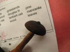 Lactarius occidentalis