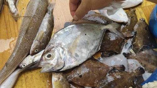Carangoides equula observed 2025-09-14