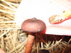 Lactarius occidentalis