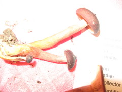 Lactarius occidentalis