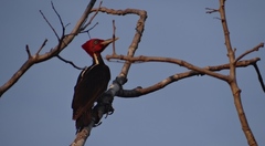 Campephilus