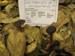 Lactarius occidentalis
