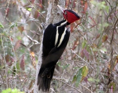 Campephilus