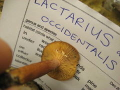 Lactarius occidentalis