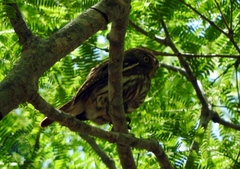 Glaucidium