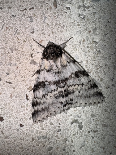 White Underwing photo 6